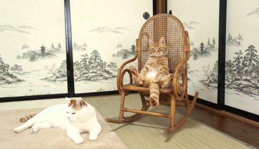 かご猫 x  椅子に座る猫　Cat sitting in a chair 2014#3