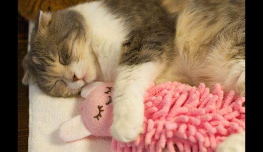 人形を抱きしめる可愛い猫 Cute Cat Hugs Doll