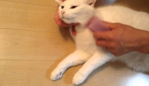 【元保護猫ナナ君】猫玉の作り方