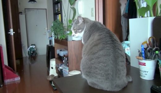 揺れるネコ達 - Cat Swaying -