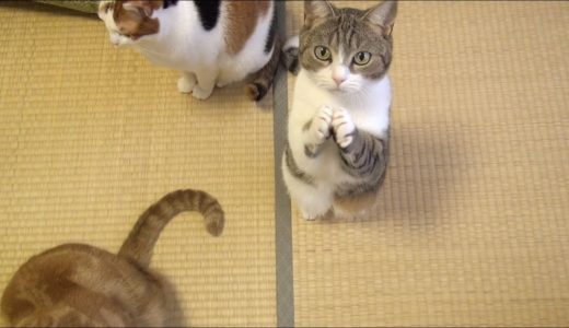 おやつちょうだい！可愛い猫のおねだり Cute Cat Begging for Fish Treats