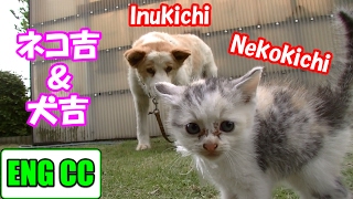 子猫のネコ吉が犬吉と初対面した結果‥(ﾟoﾟ;;　Neko-Cat's very first meeting with Inu-kichi【Eng CC】