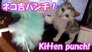 子猫のネコ吉が可愛い猫パンチ！　Kitten cute punch