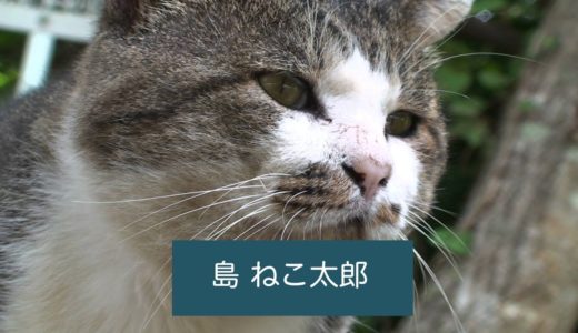 【衆議院議員選挙】猫民党 政見放送 島ねこ太郎 その２／田代島