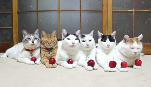 のせ猫 x ミニりんごと6匹の猫　Mini apple and cats