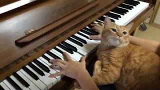 幻想即興曲(Fantasie Impromptu Op.66)　ピアノ演奏中にネコ乱入！