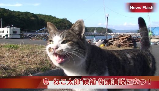 猫民党 島ねこ太郎候補 遊説開始／田代島