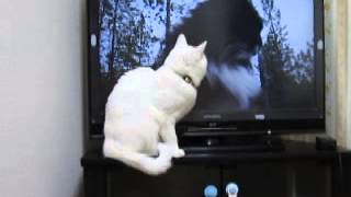 世界ネコ歩きをＴＶにかぶりついて観る白猫