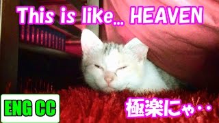 ドラ吉の一人用こたつで極楽な子猫のネコ吉　Neko-kichi of kitten relaxing under a kotatsu for private use【Eng CC】