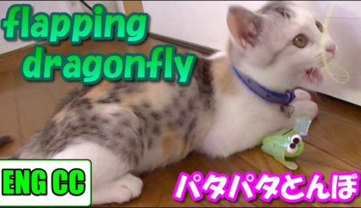子猫のネコ吉に猫おもちゃ【パタパタとんぼ】を試してみた♪　Kitten playing with a cat toy [Flying dragonfly]【Eng CC】