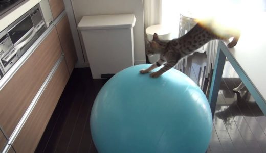 子猫がバランスボールに乗って移動してしまう！　ねこがやること
