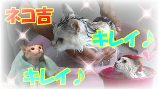 猫のシャンプー＆初めてのお風呂♪　ネコ吉キレイキレイฅ*•ω•*ฅ♡　Kitten getting shampooed & taken to bath for the first time