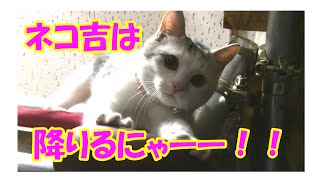 ネコ吉‥飛び降りる((((；ﾟДﾟ))))【猫のいたずら】Neko-Cat ...jumping off