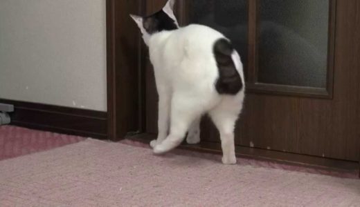 うちの猫のドアの開け方　How to open the door of my cat.