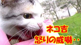ドラ吉にスリスリした野良猫にネコ吉怒りの威嚇！　Neko-Cat getting mad at a stray cat trying to get closer to Dora-kichi!