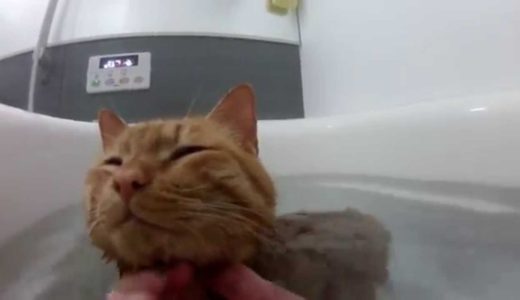 お風呂を嫌がらないネコ