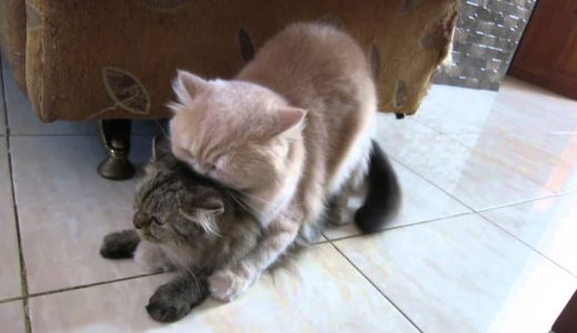 猫の交尾　奇声をあげる　mating cats