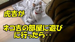 猫キック＆カミカミ！虎吉がネコ吉の部屋に遊びに行きました♪　Cat’s kick & biting! Tora-kichi hanging out at a Neko-Cat’s room♪