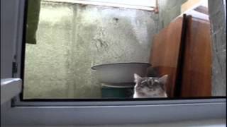 【ネコ癒し動画】　ネコの仕草にキュンキュン♡その①　ネコ好きのためのGIF動画まとめ
