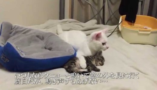 【宇宙猫兄弟】保護猫1号、保護子猫を地震から身を挺して守る