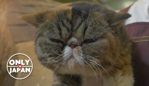 Tokyo Cat Cafe Experience ★ ONLY in JAPAN #31 猫カフェ
