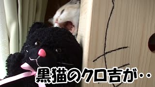 黒猫のクロ吉がネコ吉のお家に遊びに行った結果‥　The moment of a black cat, Kuro-kichi, visiting Neko-Cat’s house…