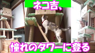 憧れの猫タワーに登るネコ吉♪　Neko-Cat climbing up the cat tower which Neko-Cat has been admiring♪