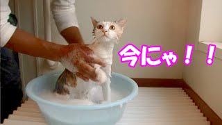 猫がシャンプー中に逃走した先は！？　　Cat escapes from shampoo