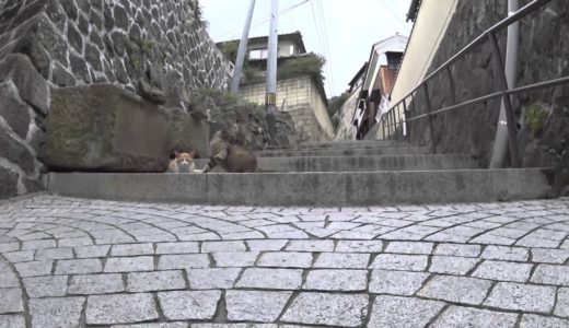 【猫目線動画】千光寺坂 / 広島 CAT STREET VIEW 尾道編