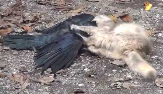 猫 カラス狩りに成功　predatory cat catching a crow