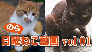 日曜のらねこ動画 vol 01 Stray cat