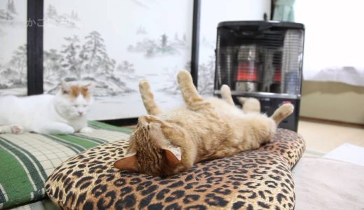 ストーブの前で仰向けねこ　Cat to warm by a heater