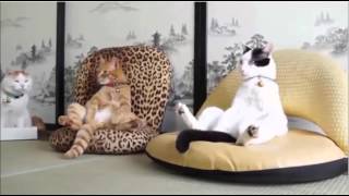 ねこ可愛い　動物達の爆笑動画集　【猫　可愛い　犬】