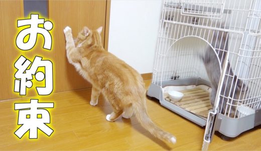 猫ズ2匹のパターン化された行動　- the routine of the cats –