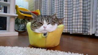 黄色いねこベッドとまるとはな２。-Yellow cat bed and Maru&Hana2.-