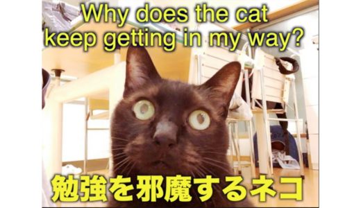 【Cat】勉強を邪魔するネコ【Kawaii】