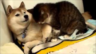 可愛い犬猫　イヌ　ネコ　癒し動画