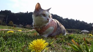 ネコ吉の2016年春散歩　～前編～　Neko-Cat's 2016 Spring Walk ~first part~