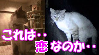 猫の恋！？シャム吉がネコ吉に会いにやって来た！　Cat love!? Shamu-Cat came to meet Neko-Cat!