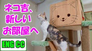 猫ちゃん、新しいお部屋をくまなくチェック！　（前編）【Eng CC】 A cat checks all over the new room! first part