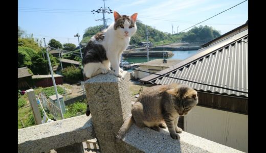 JG☆☆☆4K 愛媛 青島(十数人の住民と百匹のネコ） Ehime,Aoshima(10+ residents and 100+ cats)