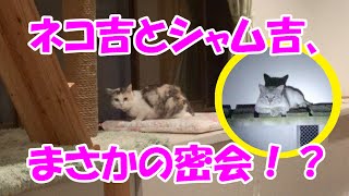恋するシャム吉‥連日ネコ吉に会いに！？　Shamu-Cat is in love..Meeting Neko-Cat everyday?