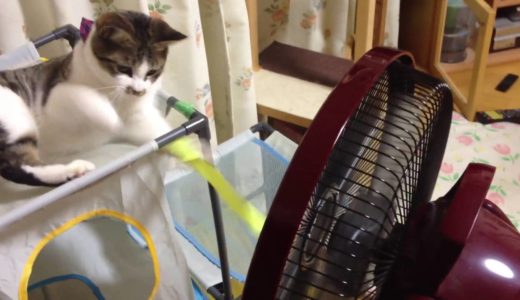 【面白ネコ動画】猫と扇風機