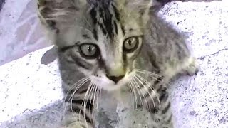朝の子ネコ歩き（ノーカット版）猫との会話を楽しむ動画