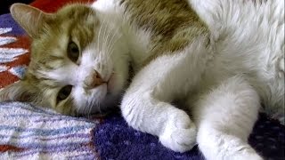 お昼寝の前にお話しないと眠れない猫♥♥猫との会話を楽しむ動画 Conversation with a cat