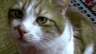 猫の参った！♥♥猫との会話を楽しむ動画 Conversation with a cat