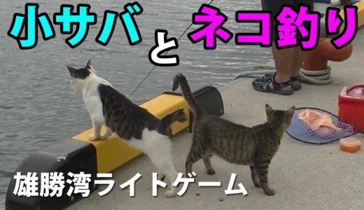 小サバとネコ釣り！雄勝湾ライトゲーム