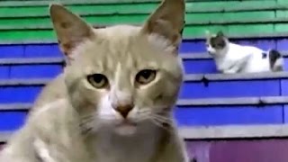 夕暮れ時のネコ歩き（ノーカット版）猫との会話を楽しむ動画