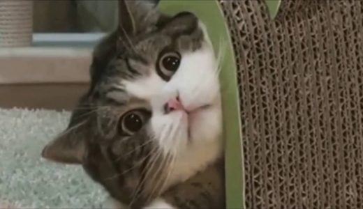 【猫おもしろ】vine Twitter で人気のおもしろネコ動画　まとめ！！