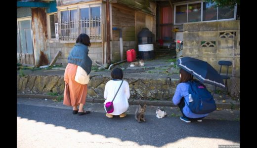 JG☆☆4K 宮城 ネコの楽園 田代島 Miyagi,Tashirojima,Cats Paradise